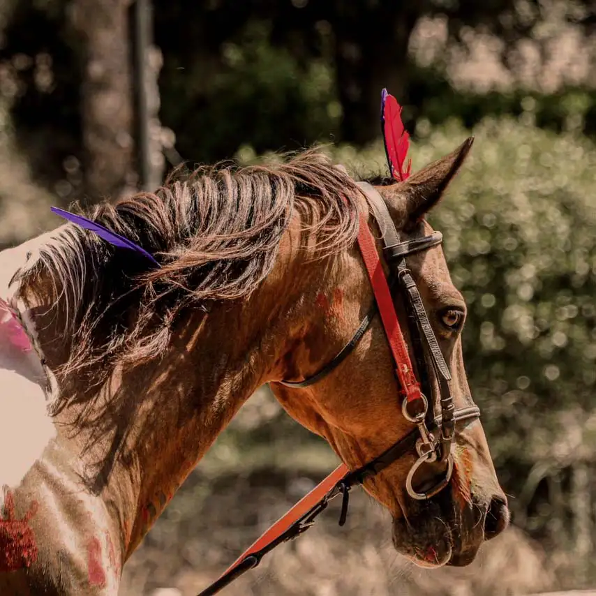 cheval équitation Centre équestre Le Palis Vaison-la-Romaine Vaucluse